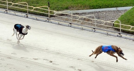 online betting for palm beach dog racing