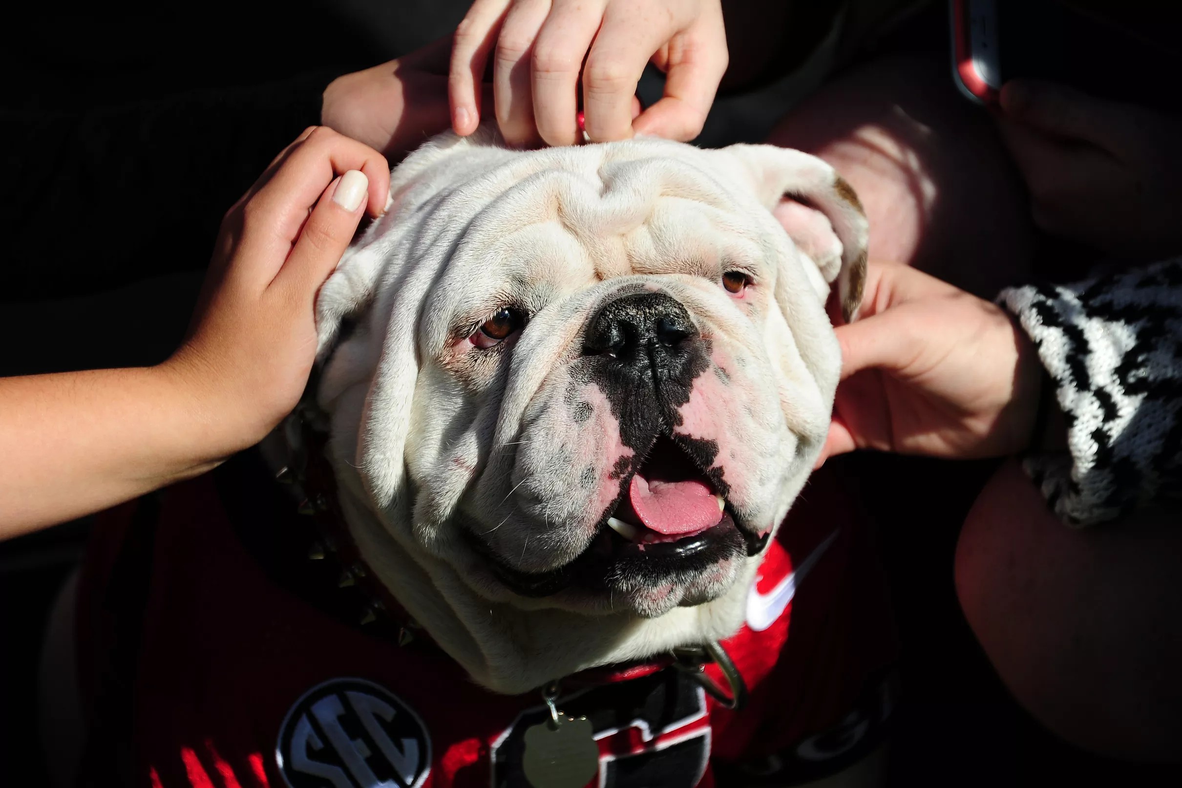 Know Your Enemy: Samford Bulldogs