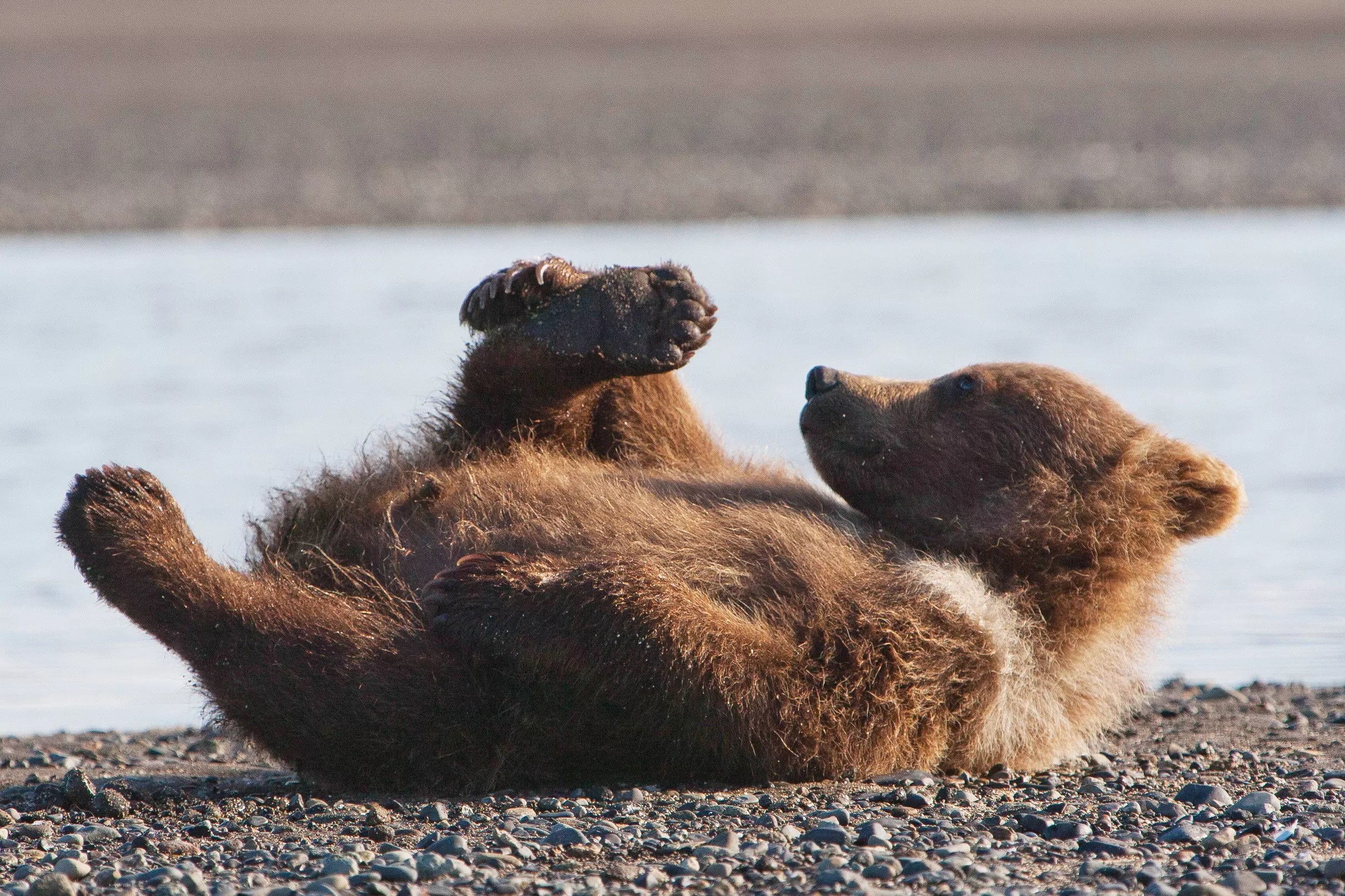WBB Ags take care of the Sugar Bears