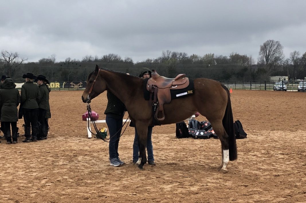 Equestrian stay perfect at home with win over Oklahoma State