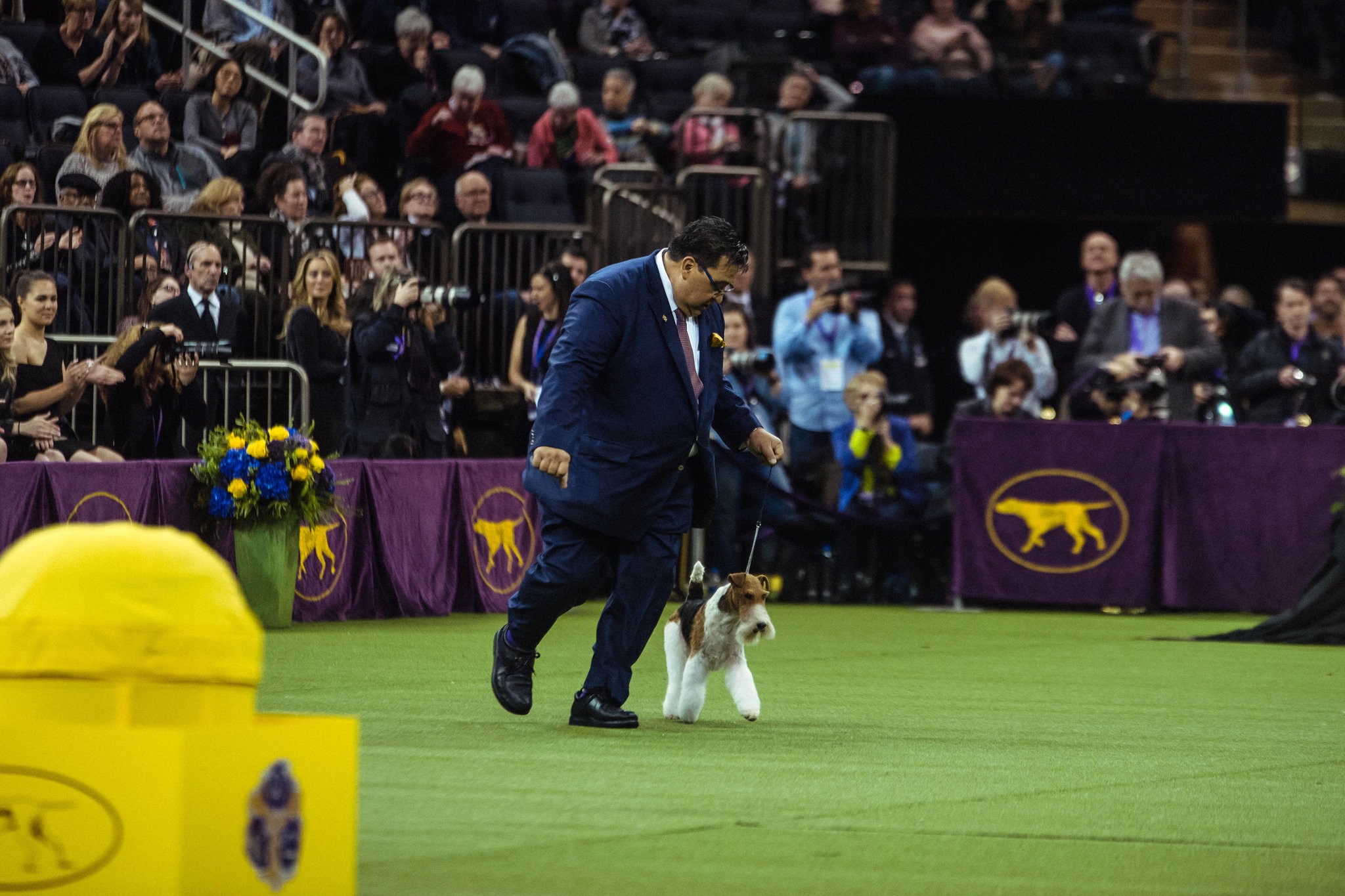 Westminster Dog Show King Continues Reign of Terriers