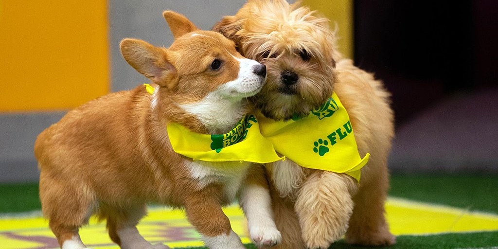 How Does the Puppy Bowl Work?