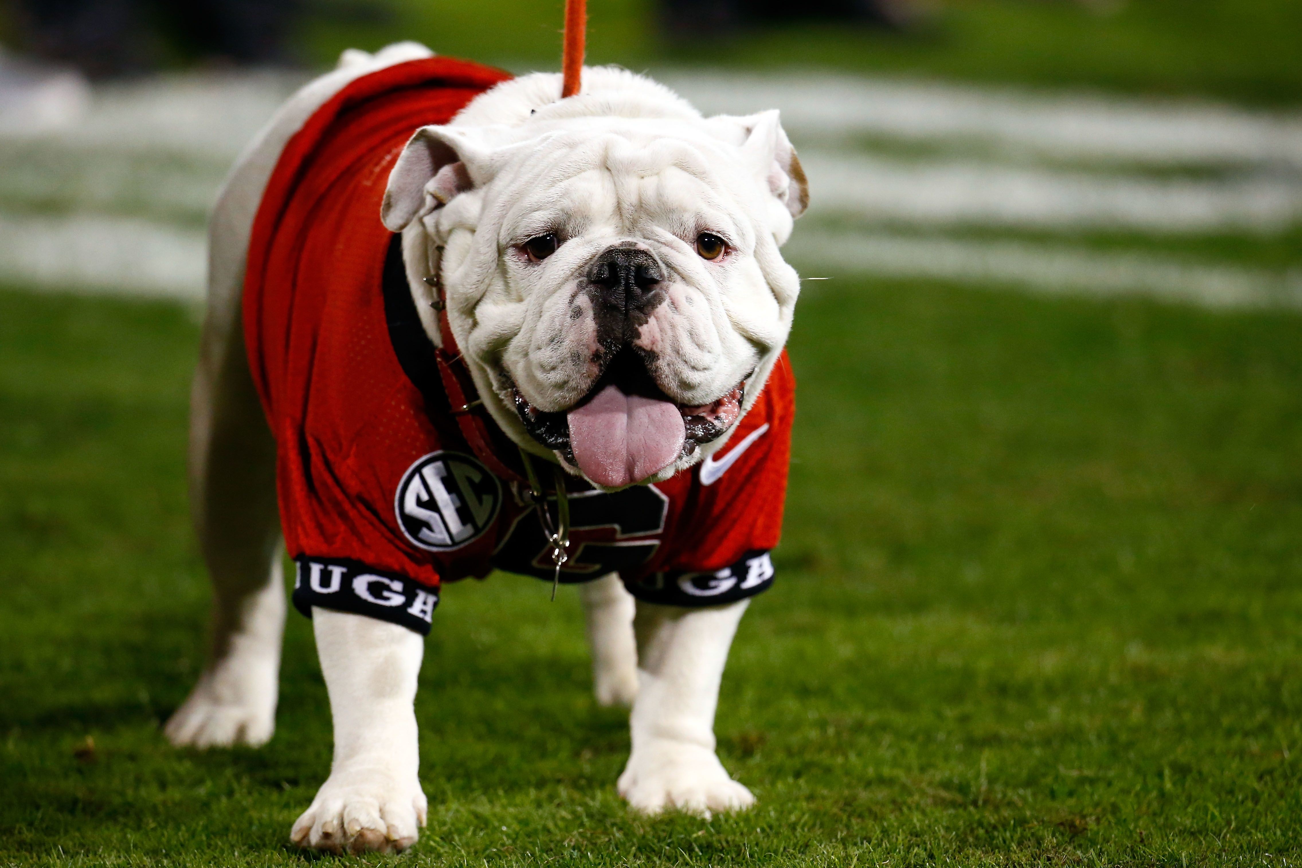 Georgia softball: Bulldogs to host regional in NCAA Tournament
