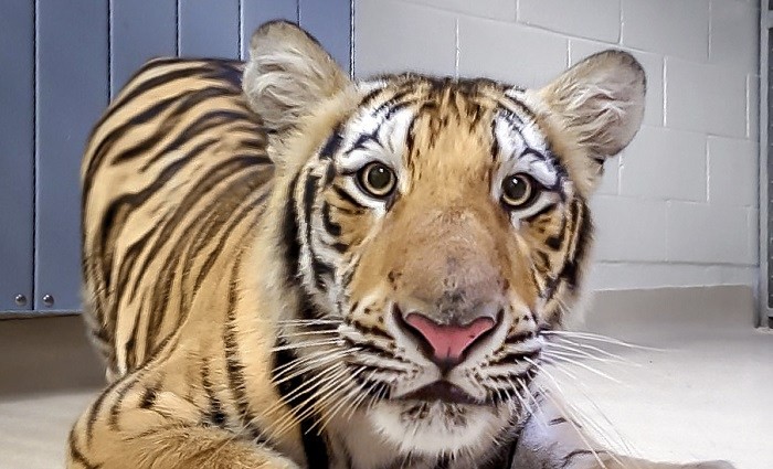 lsu mike the tiger stuffed animal