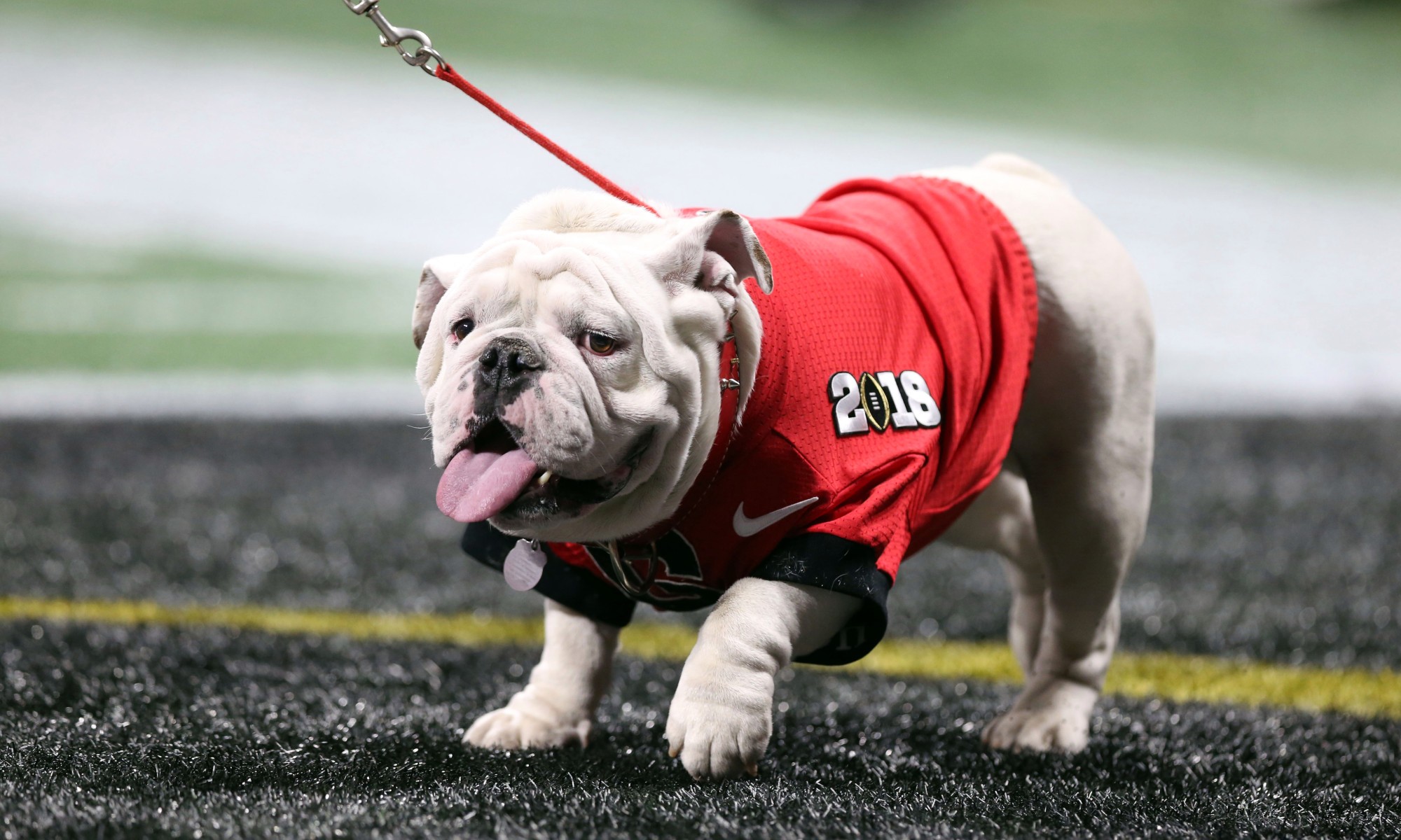 Dawg Walk time announced for Dame game Saturday