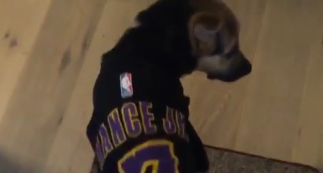PHOTOS: The Lakers have some very good dogs - Silver Screen and Roll
