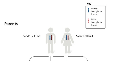 The Doctor Is In: Is Sickle Cell Trait Too Dangerous In Denver? - Steelers  Depot