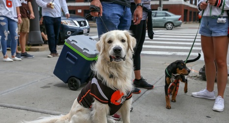 Cleveland Browns officially release new dog logo