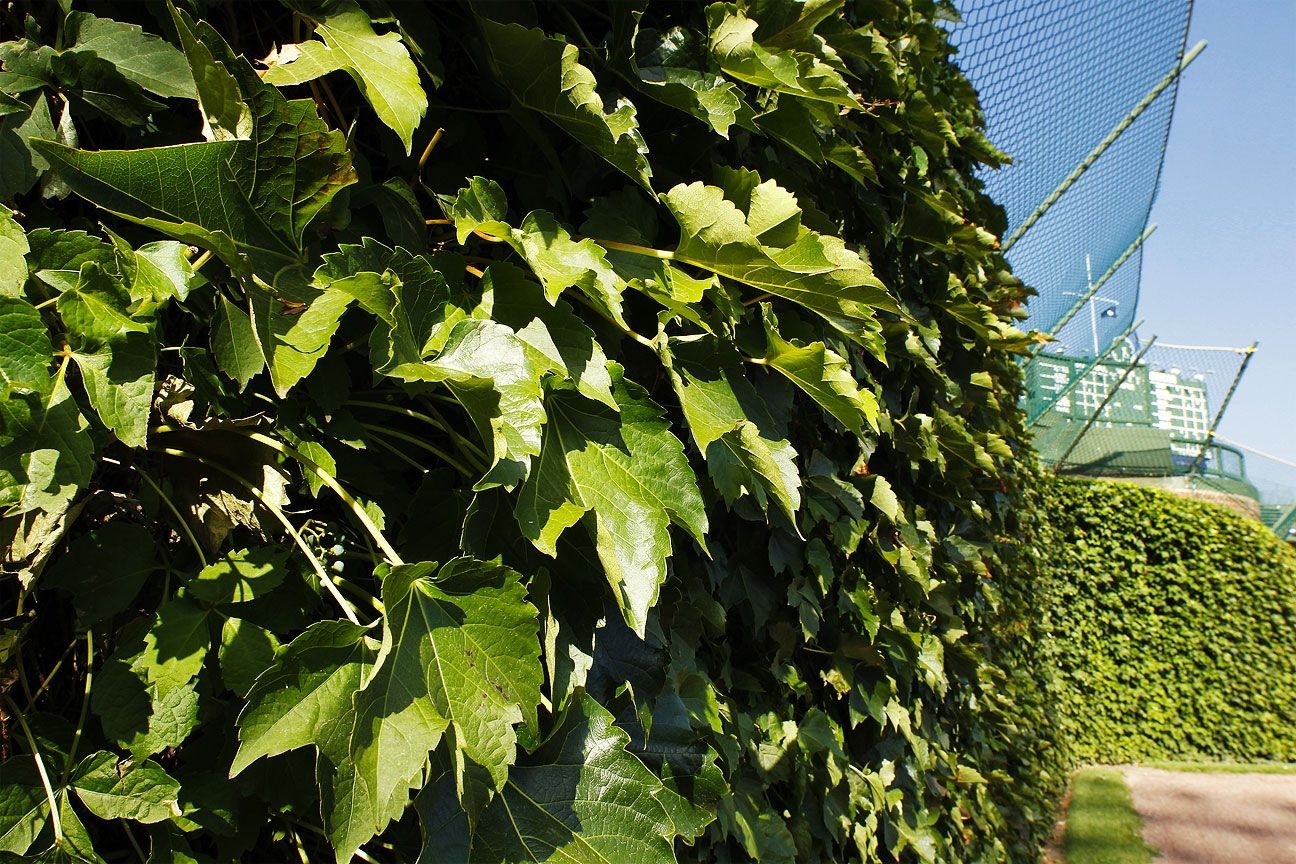 Cubs selling 2,016 leaves from Wrigley Field ivy at $200 apiece