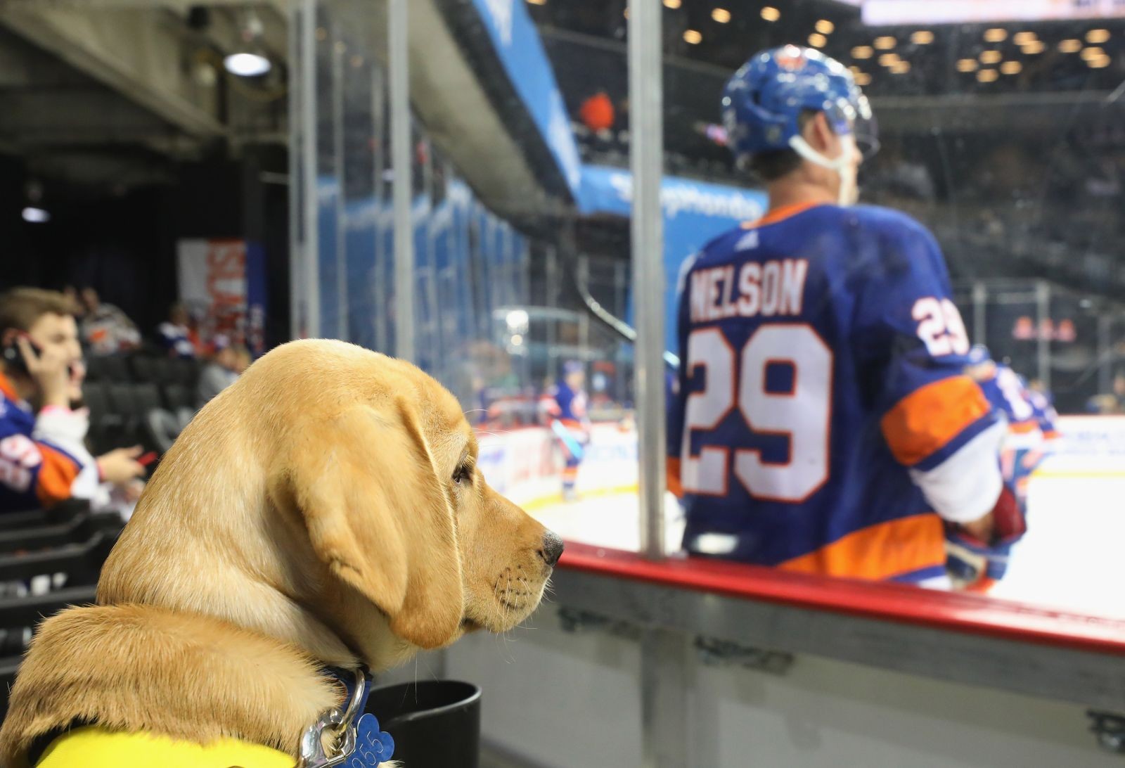 New York Islanders Dog Calendar - Ros Kristel